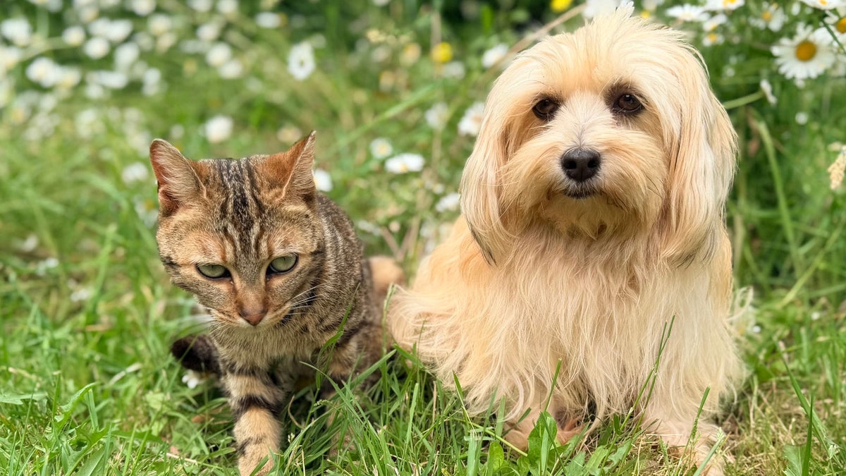 Sağlıklı tekir kedi ve tüylü köpek papatya tarlasında birlikte — kedi ve köpek multivitamin ne zaman gerekli rehberi
