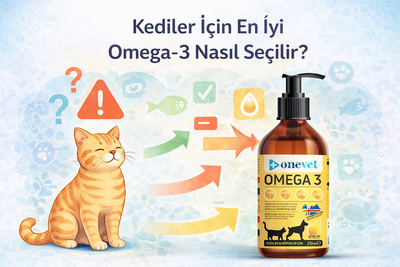 Kediler İçin En İyi Omega-3 Nasıl Seçilir?