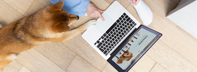 Kedilerde Güçlü Bağışıklık İçin En Etkili Vitaminler ve Takviyeler