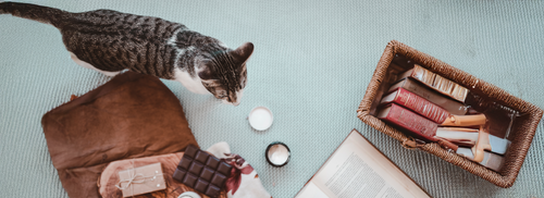 OneVet Blog: Fonksiyonel Kedi Takviyeleri ve Vitaminleri