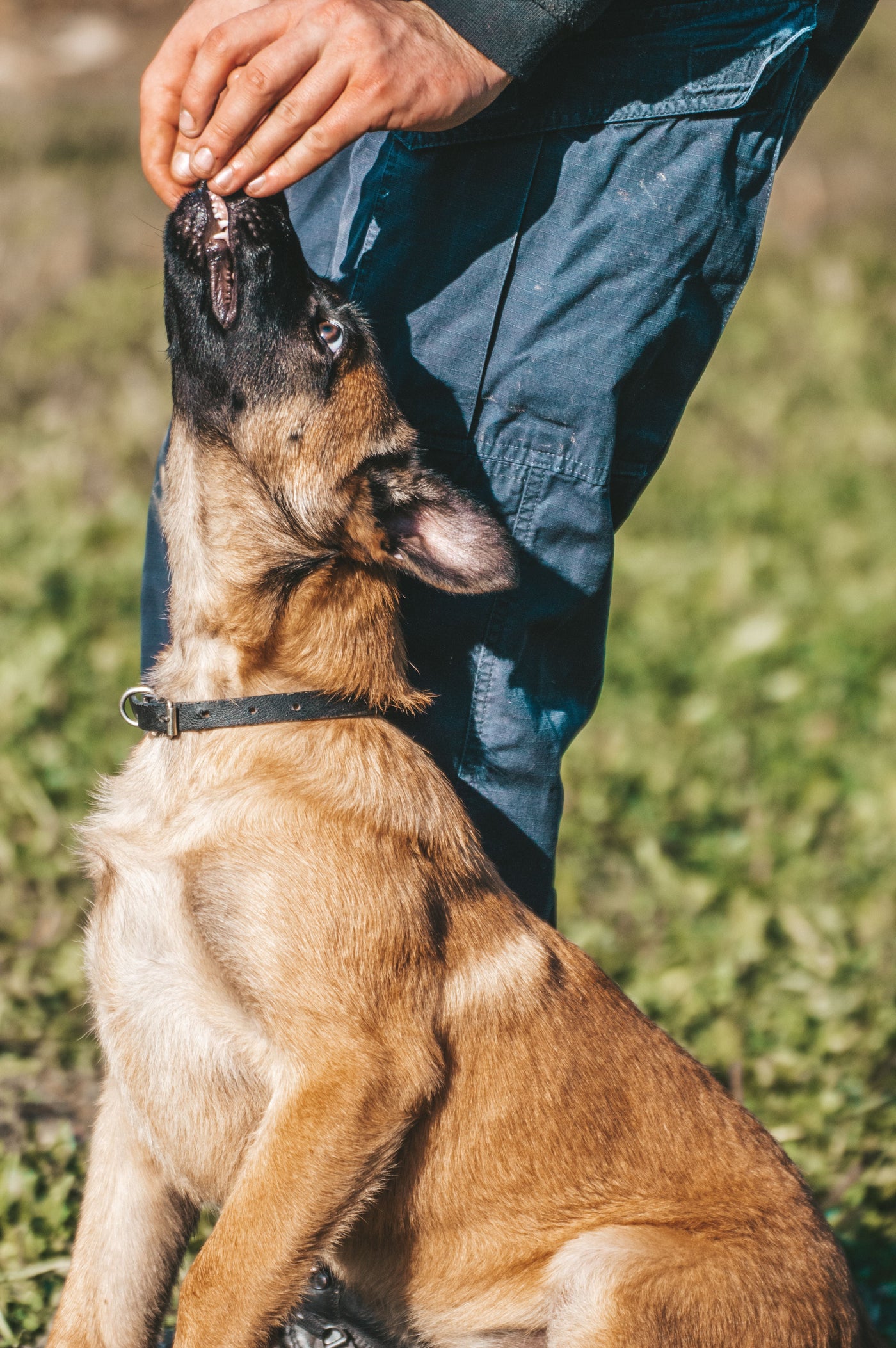 Elinden nazikçe ödül alan köpek — pozitif pekiştirmeyle takviye/ilaç verme