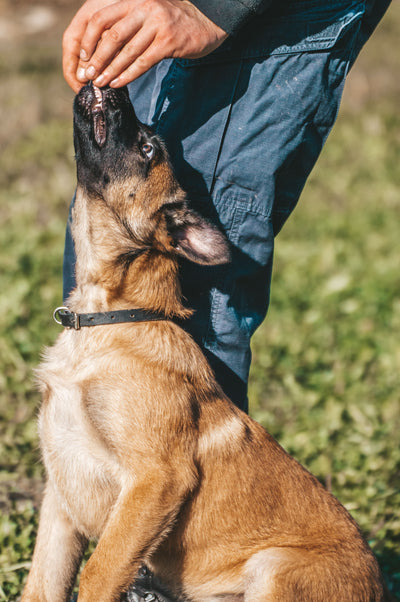 Elinden nazikçe ödül alan köpek — pozitif pekiştirmeyle takviye/ilaç verme