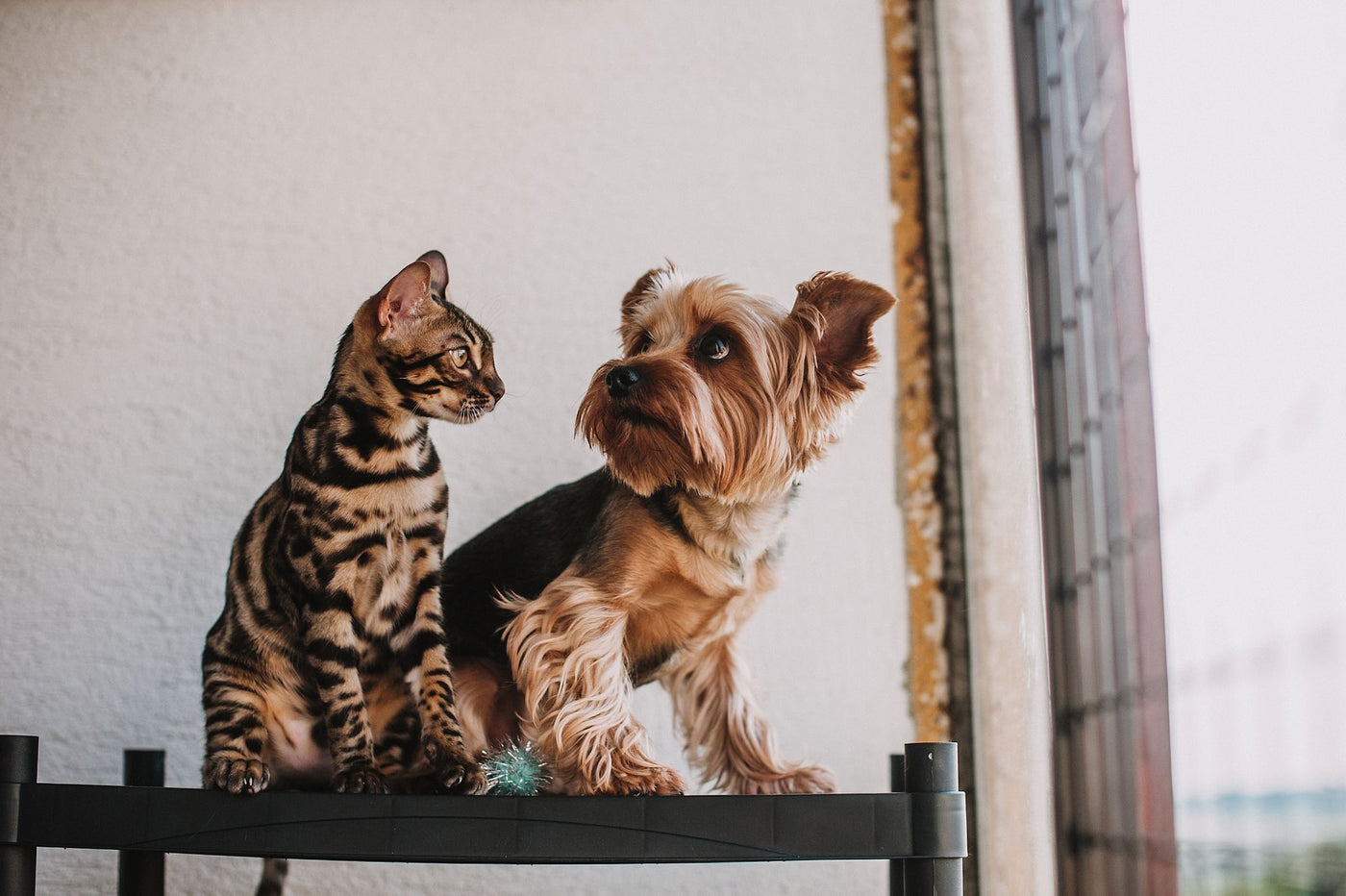Sağlıklı bir Bengal kedi ve Yorkshire terrier birlikte — kedi ve köpek için doğru vitamin ve takviye nasıl seçilir