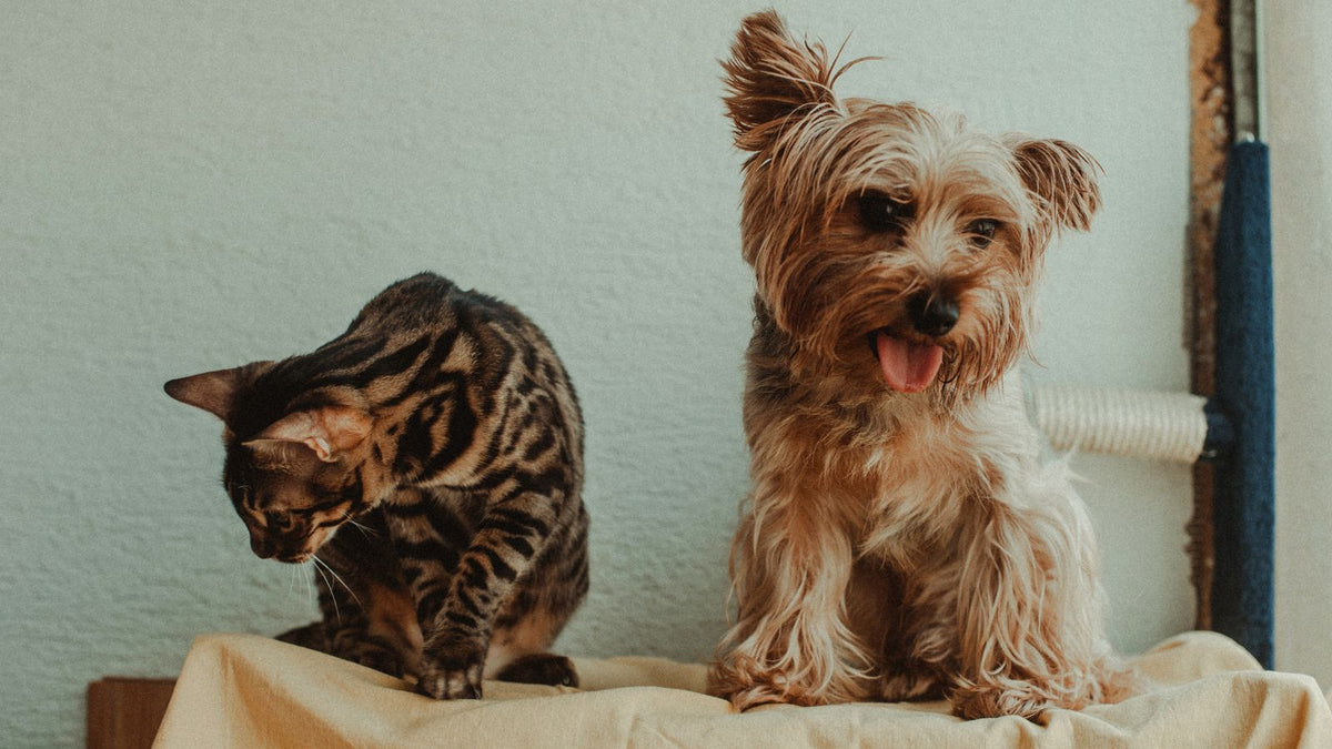 Sağlıklı Bengal kedi ve Yorkshire terrier birlikte — kedi ve köpekte prebiyotik probiyotik farkı ve sindirim sağlığı rehberi