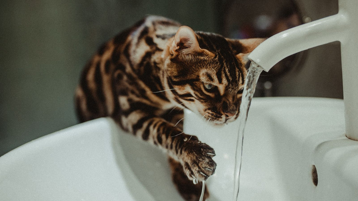 Bengal kedi musluktan akan su içiyor — kedide idrar yolu sağlığı, FLUTD ve su tüketiminin önemi rehberi