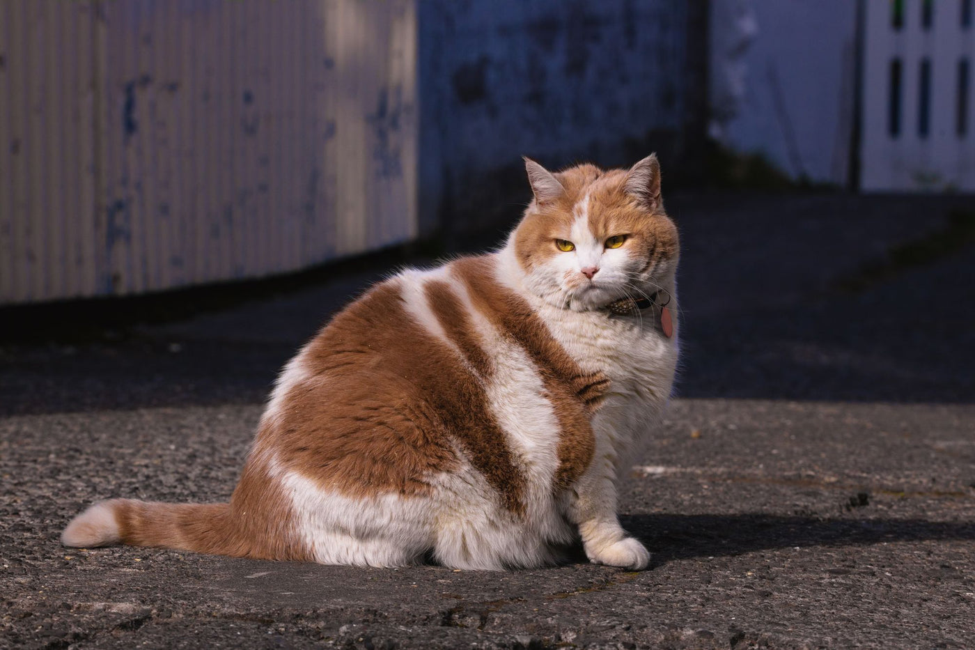 Sokakta oturan belirgin kilolu sarman-beyaz kedi — kedilerde obezite ve kilo yönetimi
