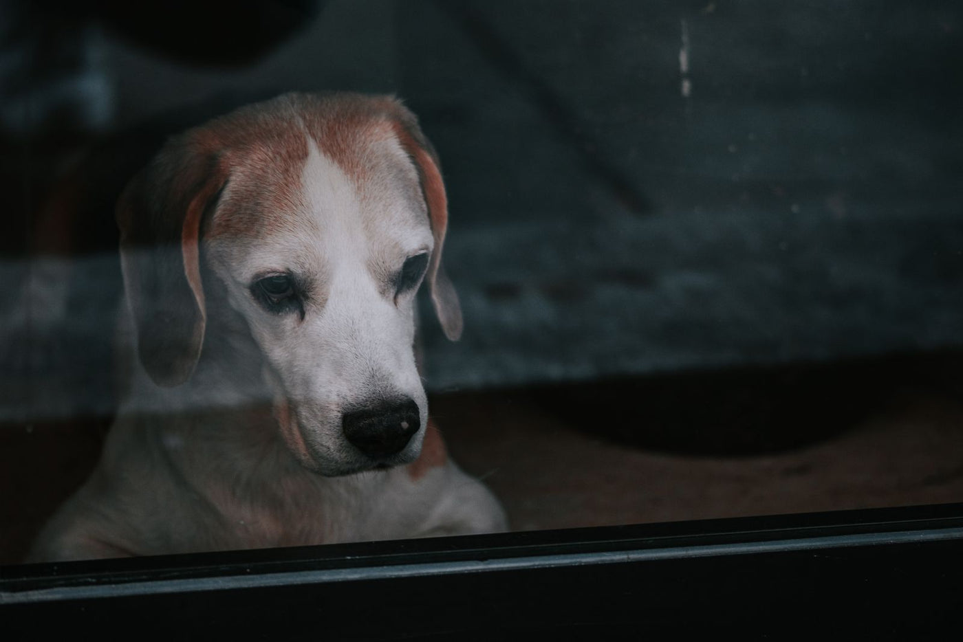 Pencereden hüzünle dışarı bakan beagle — köpekte ayrılık anksiyetesi rehberi