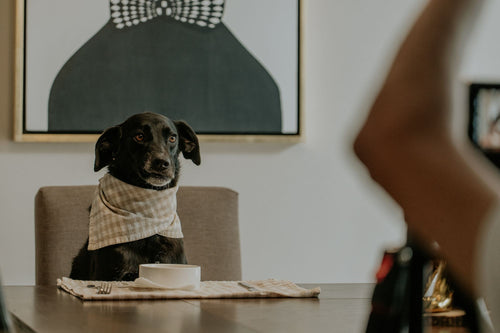 Yemek masasında peçetesiyle sabırla bekleyen bir köpek — kediler ve köpekler için hangi insan gıdaları güvenli, hangileri zararlı