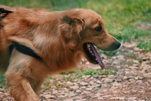 Sıcak yaz gününde yürüyüşte soluyan sağlıklı bir Golden Retriever — yaz aylarında kedi ve köpek bakımı