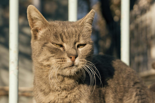 Güneşlenen kır bıyıklı yaşlı gri kedi — yaşlı kedi 7+ yaş bakım rehberi