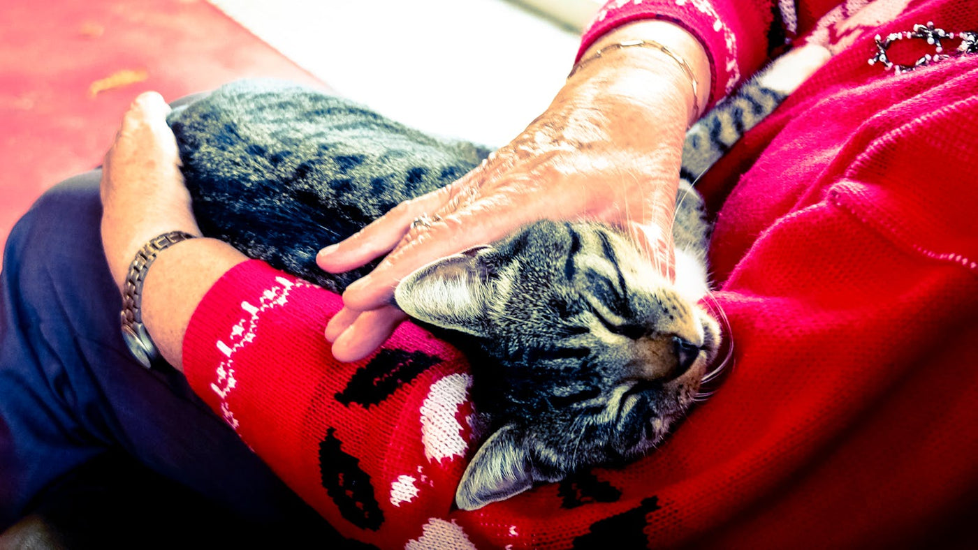Yaşlı kadın kucağında rahat tabby kedisini sevgiyle tutuyor — yaşlı kedi eklem ağrısı ve bakım
