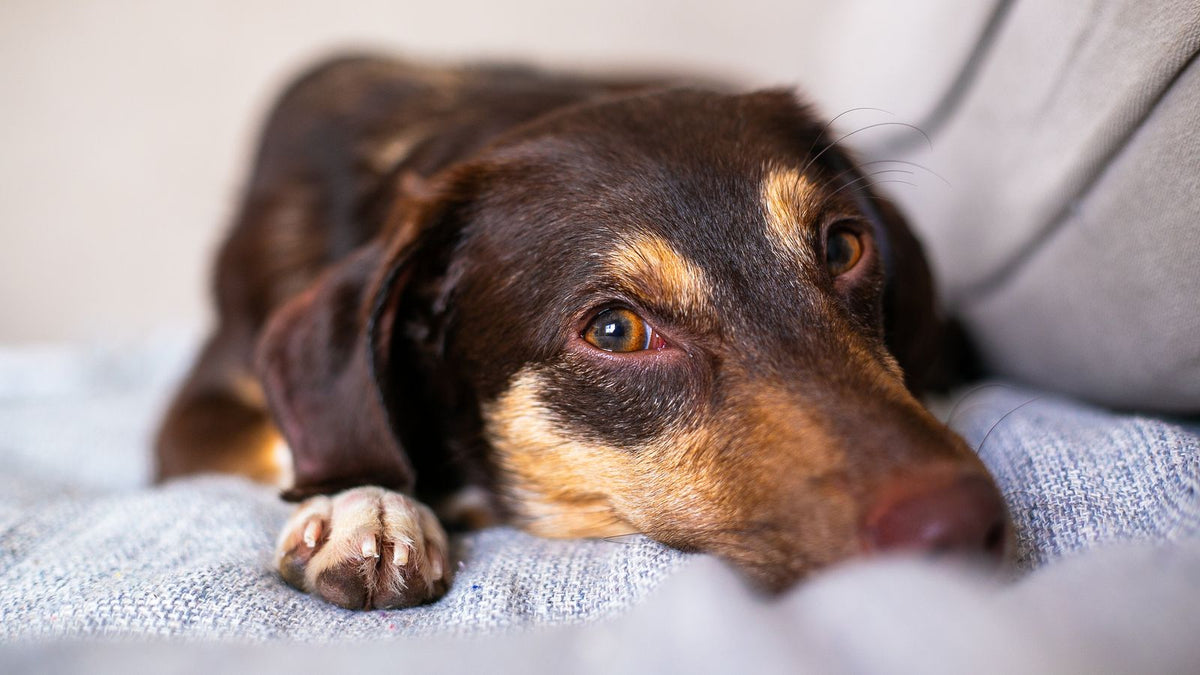 Keyifsiz görünen dachshund battaniyede uzanmış dinleniyor — köpek ve kedide ishal nedenleri ve evde bakım rehberi
