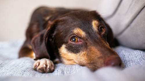 Keyifsiz görünen dachshund battaniyede uzanmış dinleniyor — köpek ve kedide ishal nedenleri ve evde bakım rehberi