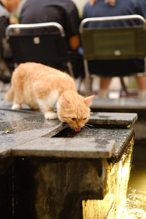 Çeşmeden su içen sarman bir kedi — kedilerde aşırı su içme böbrek, diyabet veya tiroit sorununun işareti olabilir