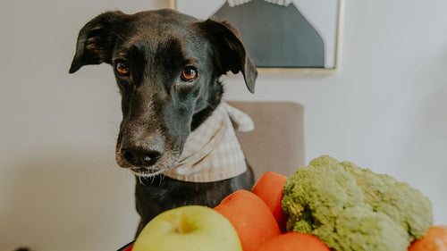 Taze sebzelerin yanında oturan köpek — BARF diyeti ve takviye dengesi rehberi
