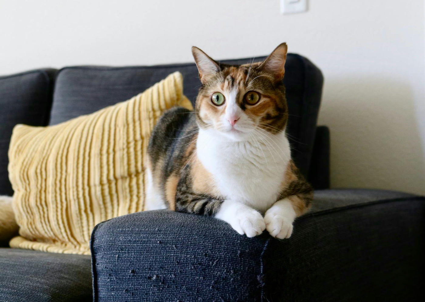 Sağlıklı calico kedi kanepede rahatça oturuyor — kedi kabızlığı çözüm rehberi