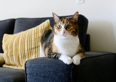 Sağlıklı calico kedi kanepede rahatça oturuyor — kedi kabızlığı çözüm rehberi