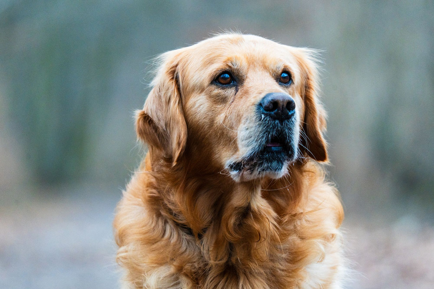 Olgun bir Golden Retriever portresi — ırka özgü eklem sağlığı ve yaşlanma
