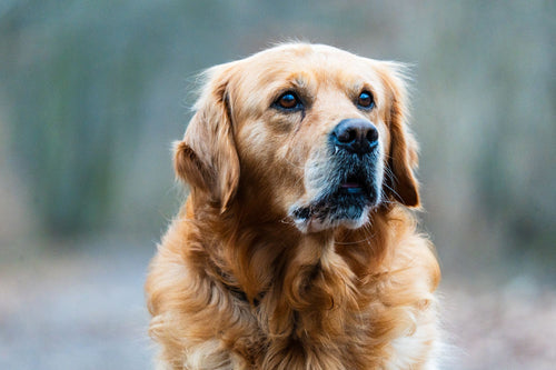 Olgun bir Golden Retriever portresi — ırka özgü eklem sağlığı ve yaşlanma