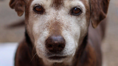 Burnu kırlaşmış yaşlı köpek portresi — köpekte eklem yaşlanması erken belirtileri ve glukozamin rehberi