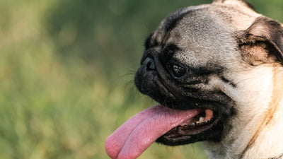 Basık burunlu Pug yaz sıcağında dili dışarıda nefes nefese soluyor — köpek ve kedide sıcak çarpması ilk yardım rehberi