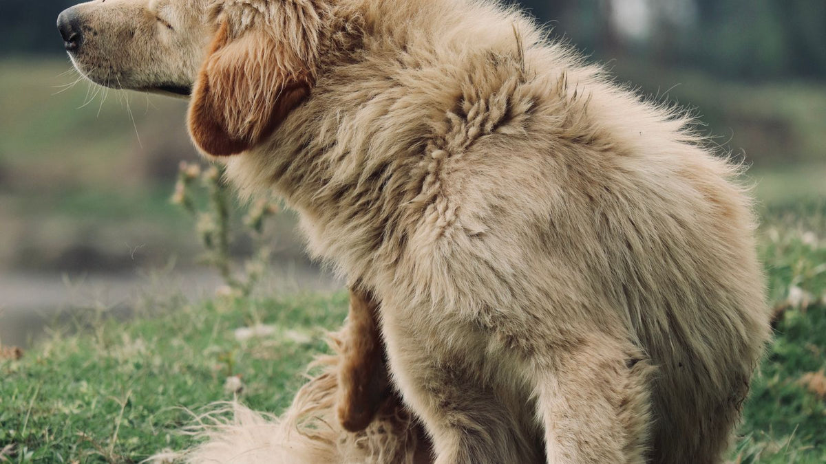 Golden retriever yavrusu çimde kendini kaşıyor — köpek ve kedide kuru cilt, kepeklenme ve omega 3 rehberi