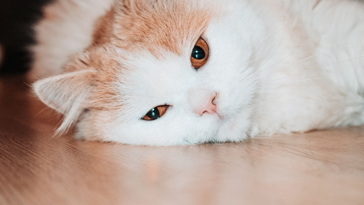 Keyifsiz görünen kedi yerde uzanmış dinleniyor — köpek ve kedide kusma nedenleri ve evde bakım rehberi