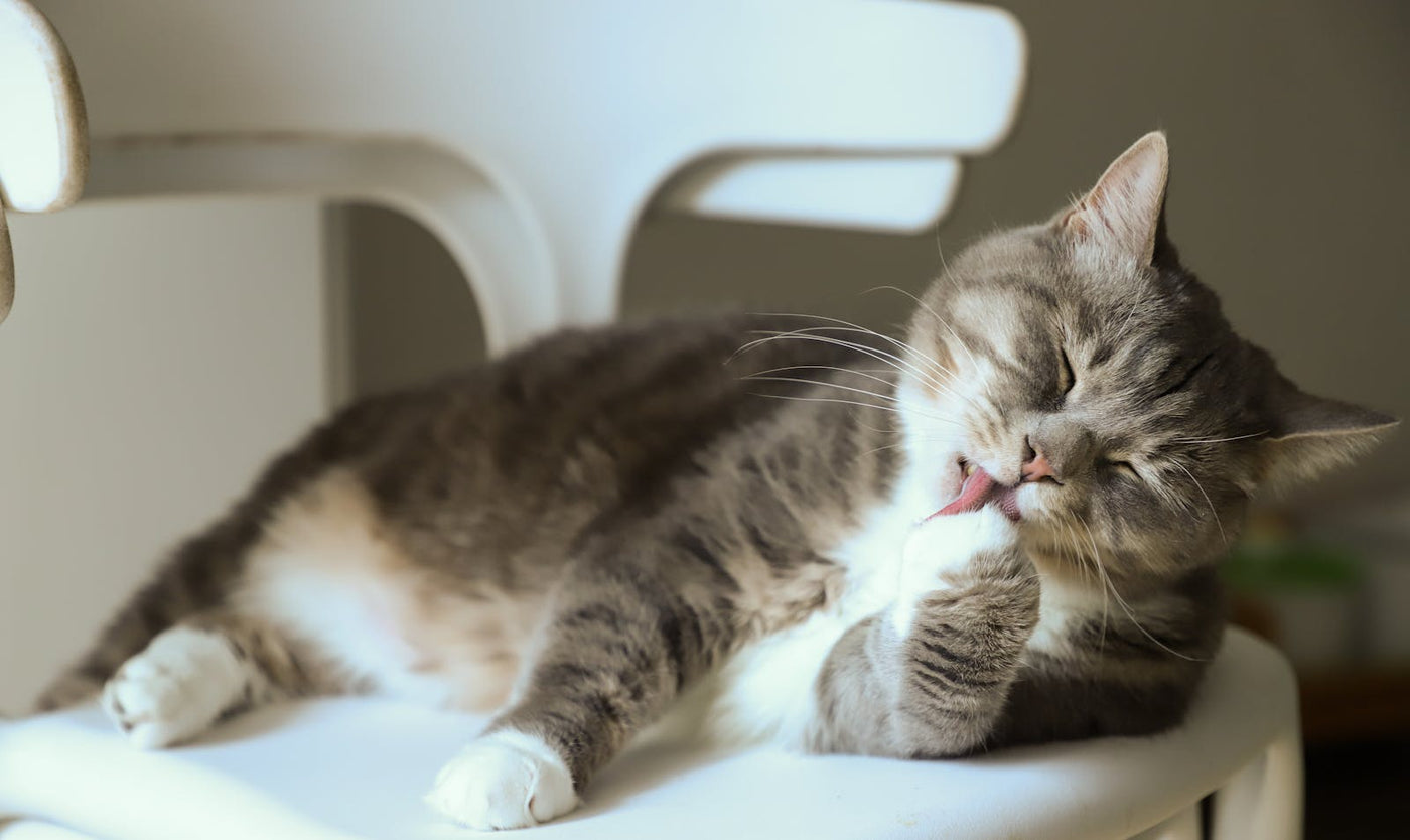 Tabby kedi rahatça otururken patilerini yalıyor — kedi öz-bakım ve tüy yumağı ilişkisi