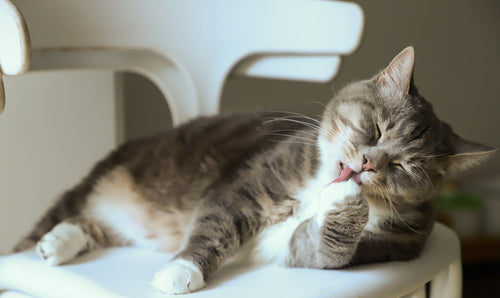 Tabby kedi rahatça otururken patilerini yalıyor — kedi öz-bakım ve tüy yumağı ilişkisi