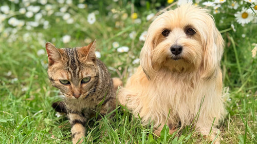 Sağlıklı tekir kedi ve tüylü köpek papatya tarlasında birlikte — kedi ve köpek multivitamin ne zaman gerekli rehberi