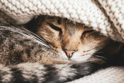 Hasta tabby kedi sıcak örtü altında dinleniyor — kedi gribi URI toparlanma bakımı