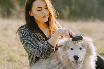 Sahibi dışarıda güneş altında fluffy köpeğini tarıyor — köpek tüy dökme ve cilt sağlığı bakımı