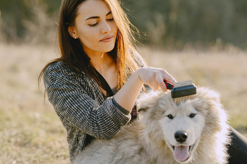 Sahibi dışarıda güneş altında fluffy köpeğini tarıyor — köpek tüy dökme ve cilt sağlığı bakımı