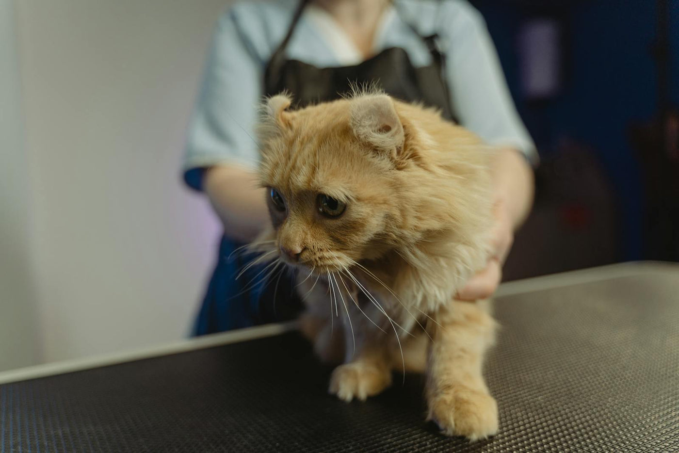 Ginger tekir kedi veteriner muayene masasında nazikçe tutuluyor — kedi aşı maliyet rehberi