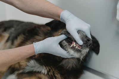 Veteriner hekim köpeğin diş ve diş etlerini muayene ediyor — köpekte kötü nefes kokusu (halitosis) rehberi