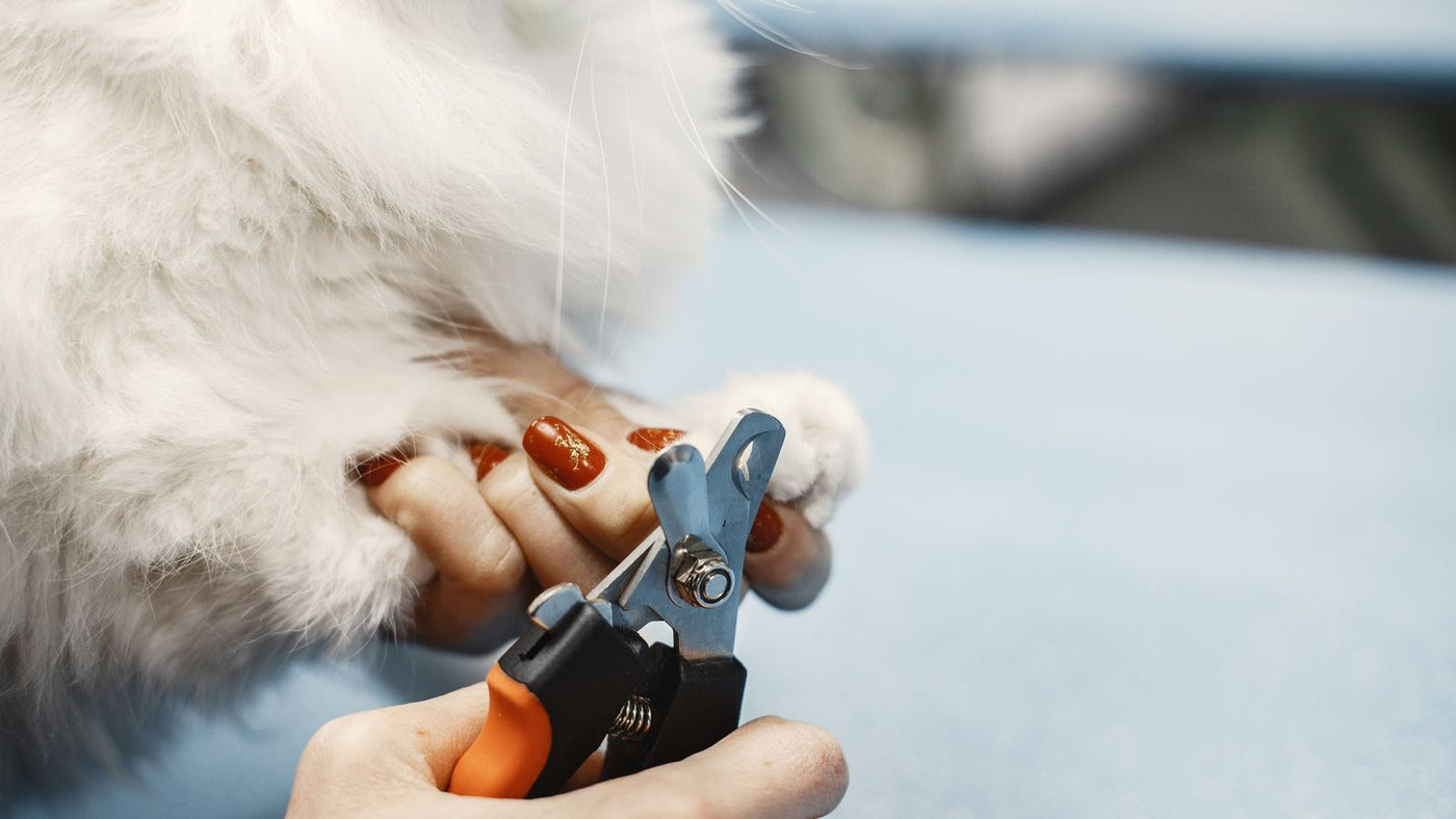 Beyaz bir kedinin patisi tutularak evcil hayvan tırnak makasıyla tırnağı kesiliyor — kedi ve köpekte güvenli tırnak kesimi rehberi