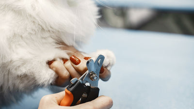 Beyaz bir kedinin patisi tutularak evcil hayvan tırnak makasıyla tırnağı kesiliyor — kedi ve köpekte güvenli tırnak kesimi rehberi