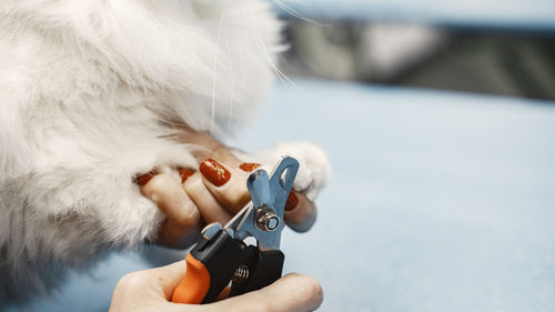 Beyaz bir kedinin patisi tutularak evcil hayvan tırnak makasıyla tırnağı kesiliyor — kedi ve köpekte güvenli tırnak kesimi rehberi