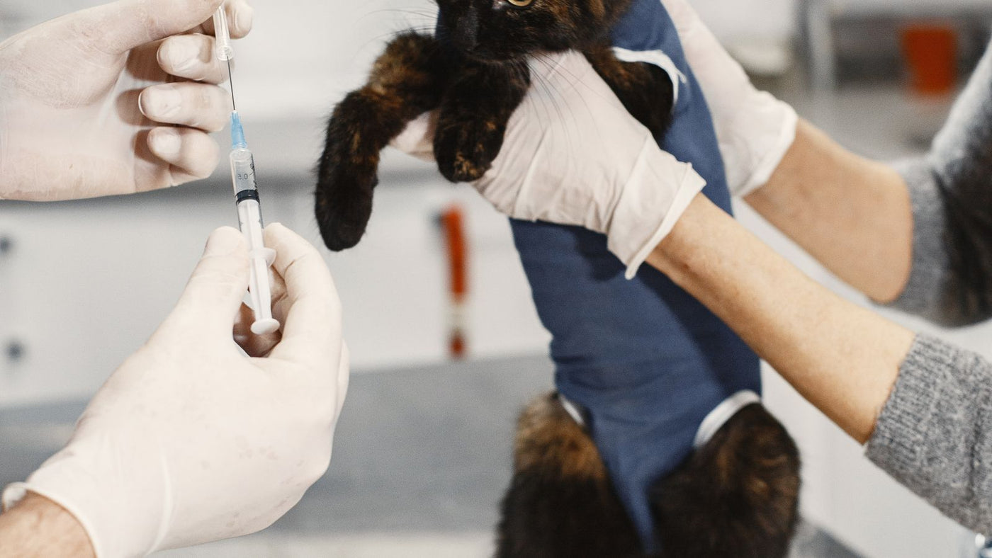 Veteriner kliniğinde bir kedi aşı için hazırlanıyor — kuduz belirtileri, bulaşma ve aşı ile korunma rehberi