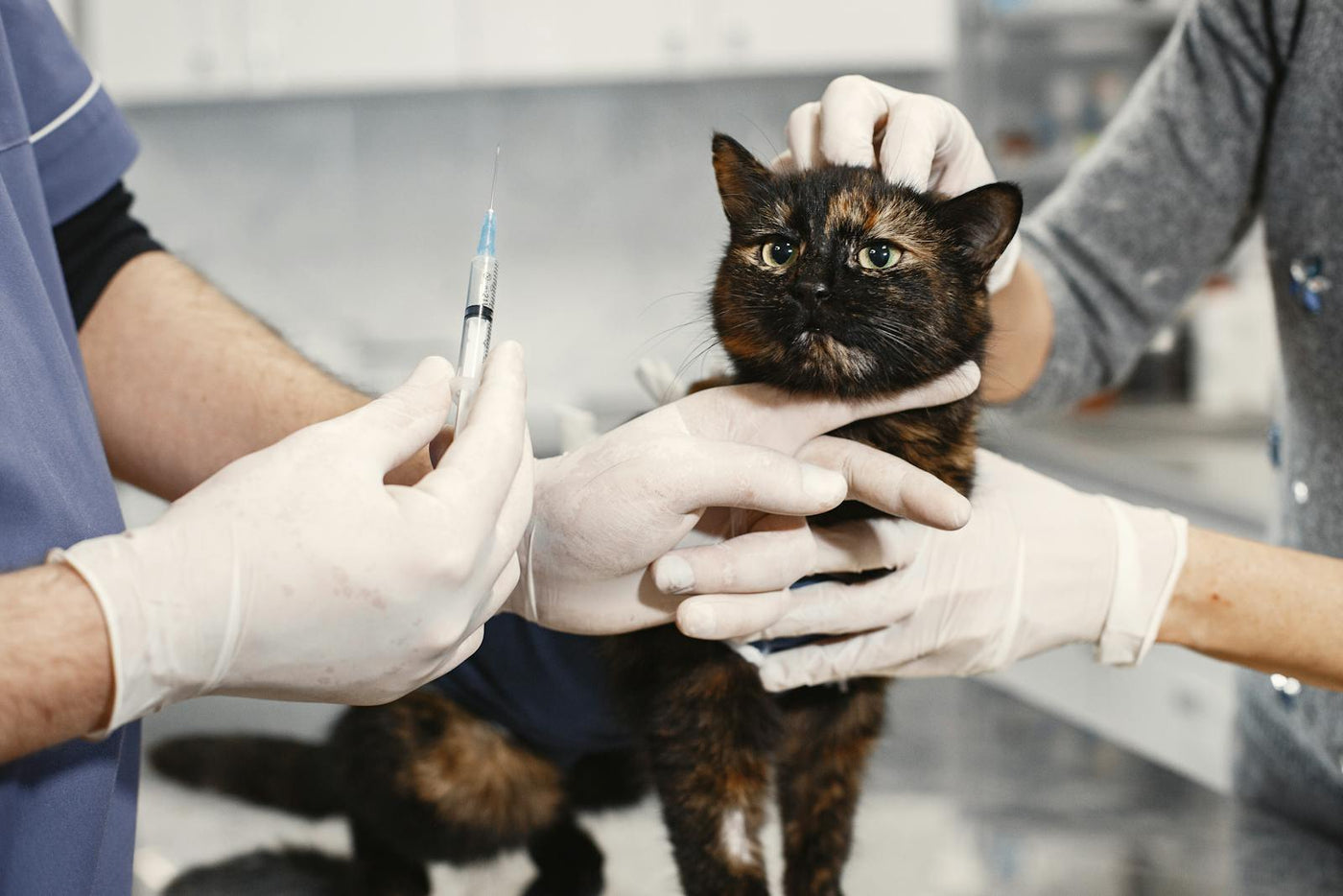 Eldivenli veteriner kediye klinikte aşı uyguluyor — kedi aşı takvimi profesyonel uygulama
