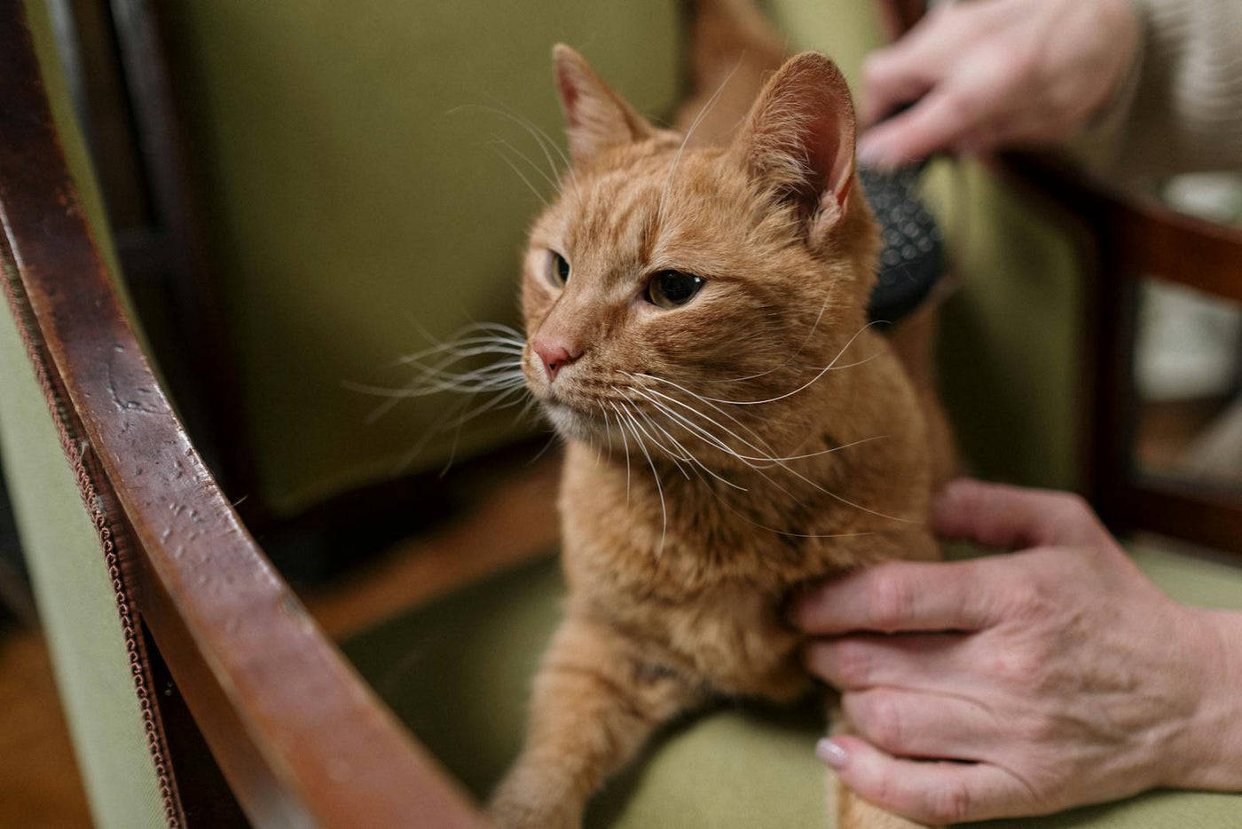 Sahibi ginger kediyi nazikçe tararken kedi rahat — kedi tüy dökme yönetimi düzenli tarama