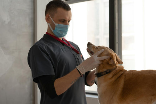 Maskeli veteriner labrador köpeği nazikçe muayene ediyor — antibiyotik sonrası bakım rehberi
