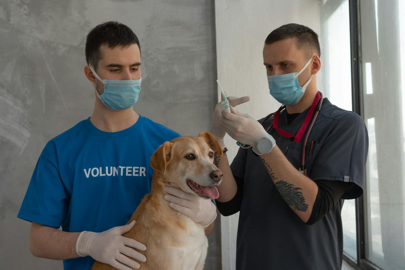 Veteriner gönüllü yardımıyla köpeğe aşı uyguluyor — yavru köpek aşı takvimi profesyonel uygulama