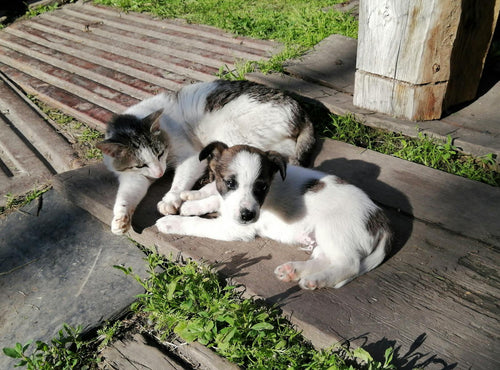 Yavru köpek ve kedi güneşte birlikte uzanıyor — yavru kedi ve köpek ilk 30 gün bakım rehberi