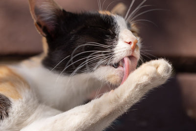 Patisini yalayarak tımarlanan calico kedi — kedide aşırı tımarlama (overgrooming) rehberi